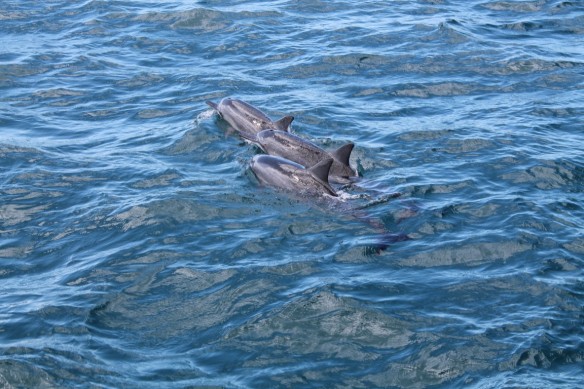 Wild Spinner Dolphins