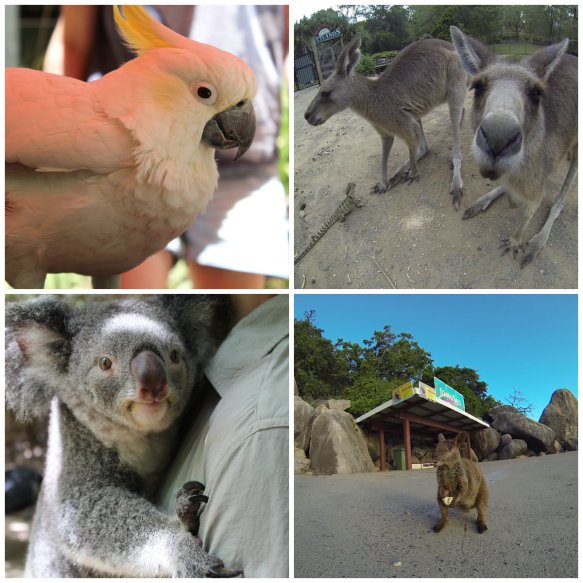 Native Animals in Australia